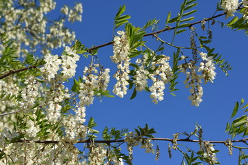 Gemeine Robinie in Vollblüte