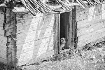 Dog on the door or abandoned home