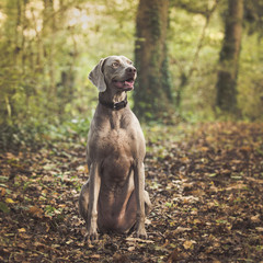 Braque de weimar couleur d'automne