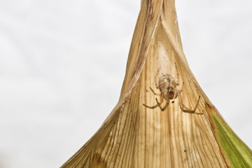 Spider's den