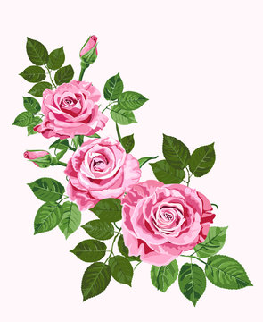 Pink roses isolated on the white