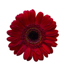 red gerbera isolated on white background