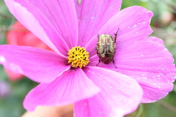 Rosenkäfer auf einer Schmuckkörbchenblüte