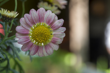 Obraz premium Pink Daisy , Flower