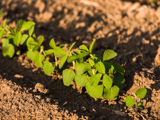 Green ripening soybean field, agricultural landscape