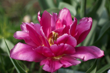 Naklejka premium pink tulips on green background