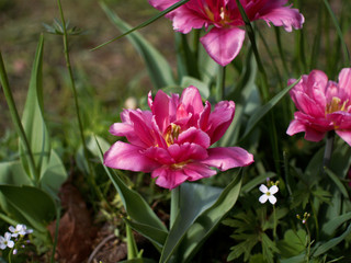 Fototapeta premium pink tulips on green background
