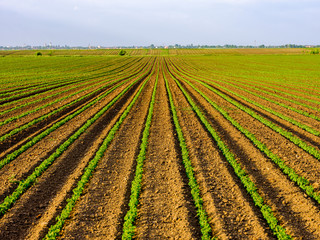 Green ripening soybean field, agricultural landscape