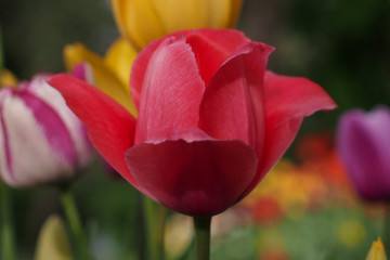 colored tulips on green background