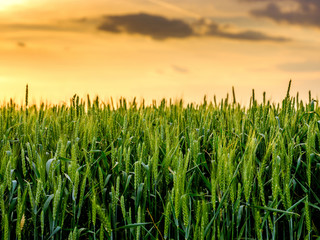 Green wheat field, agricultural landscape.