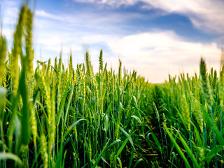Green wheat field, agricultural landscape.