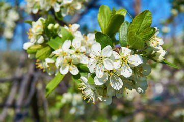 Flowering cherry in spring with white flowers. Close-up. Abstract background.