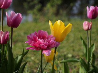 colored tulips on the background 