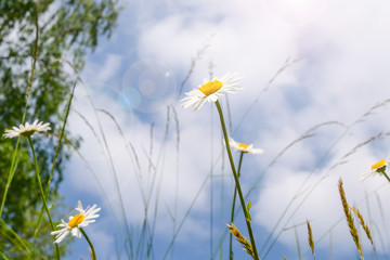 Frühlingswiese Sommerwiese Gänseblumenwiese Hintergrund