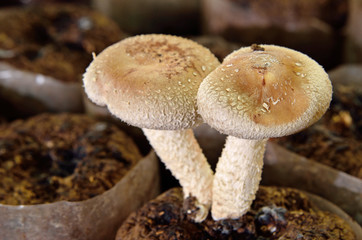 King oyster mushroom in the mushroom farm.  