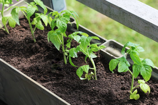 Vegetable garden on a terrace. Tomatoes seedling growing in container