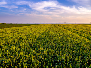Green wheat field, agricultural landscape.