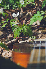 ukulele forest, flowers, green leafs
