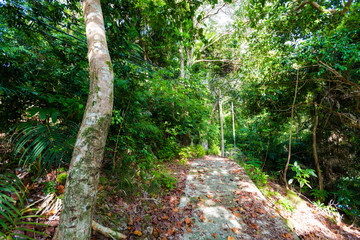 Jungle trekking on Tioman island