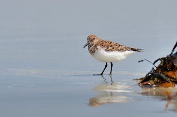 Bécasseau Minute mâle sur une plage de Bretagne