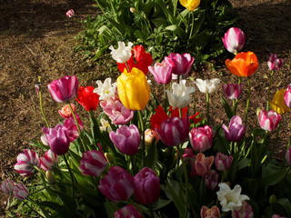 colored tulips on the background 
