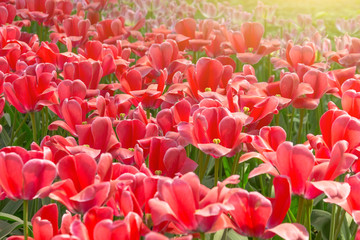 Red tulips blooming in a park in a flower bed.