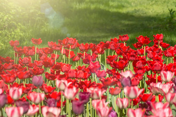 Red tulips blooming in a park in a flower bed.