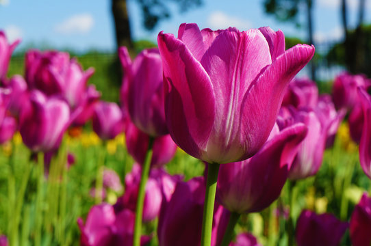 beautiful tulips on a summer day against the blue sky