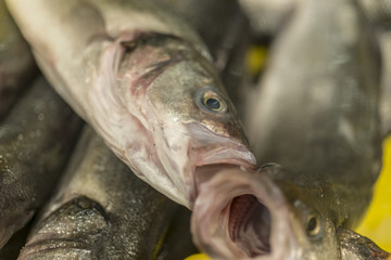 Raw fish in the market