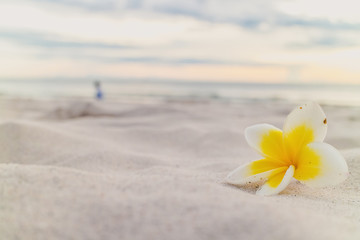 Fototapeta na wymiar White plumeria flower on the beach