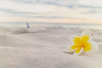 Poster Frangipani White plumeria flower on the beach