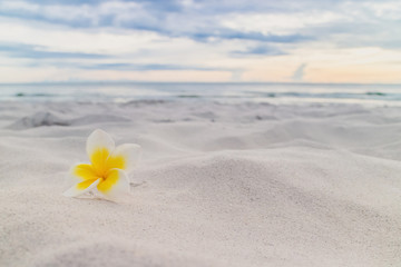 White plumeria flower on the beach