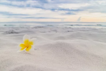 Sheer curtains Frangipani White plumeria flower on the beach