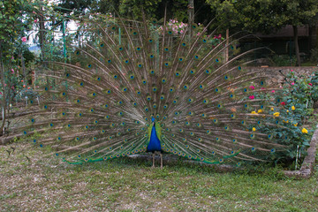 Obraz premium Wspaniały męski paw z otwartym ogonem