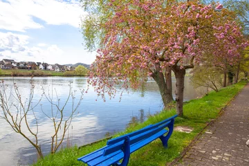 Foto auf Acrylglas Moselle riverside landscape in spring season at Piesport  Germany © Alice_D