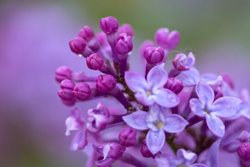 Fototapeta na wymiar Blossoming lilac isolated .