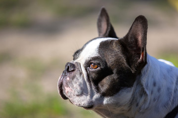 Black and white french bulldog portrait