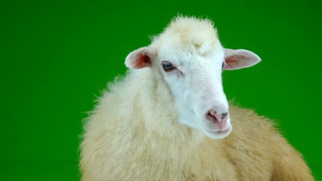 sheep lies and chews on the green screen