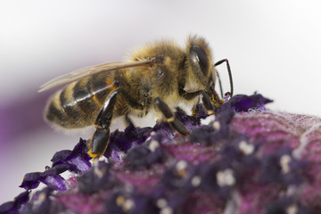 Tawny Mining Bee (Andrena fulva) on Lavandula (Lavender)