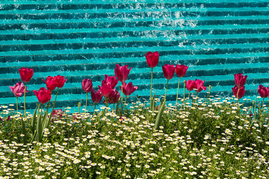Fototapeta tulips blooming in front of a water fountain