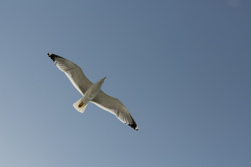 a seagull flies overhead in Istanbul