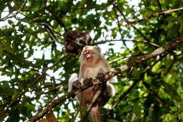 closeup of  grey macaque monkey on branch in indonesia jungle