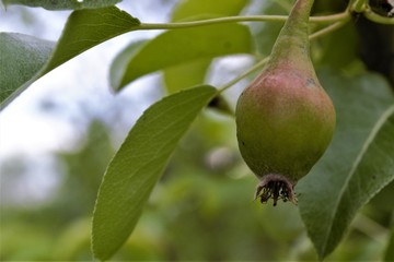 не спелый плод груши