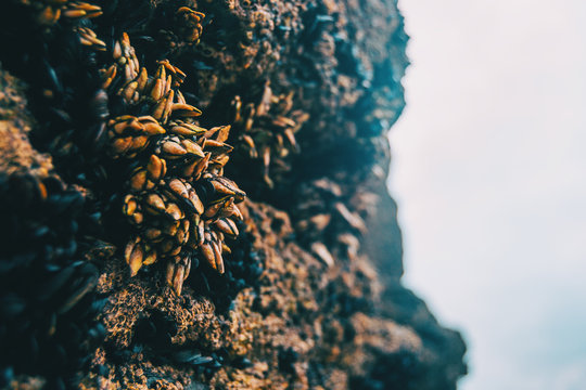 Barnacles on the stones of the beach of Las Catedrales, Spain