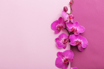 Naklejka na ściany i meble the beautiful orchid flowers