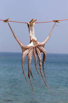 รูปภาพColeoidea เลือกดูภาพถ่ายสต็อก เวกเตอร์ และวิดีโอ559 Adobe Stock