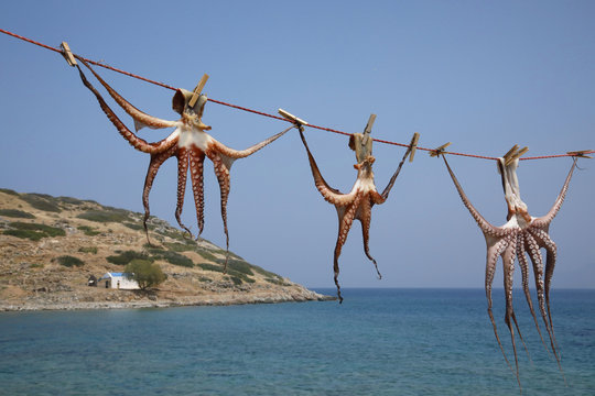 Tintenfische (Coleoidea oder Dibranchiata) zum trocknen aufgeh&auml;ngt, Insel Kreta, Griechenland, Europa