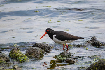 Austernfischer an der Ostsee