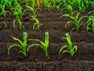 Green corn maize plants on a field. Agricultural landscape