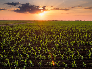 Green corn maize plants on a field. Agricultural landscape © oticki